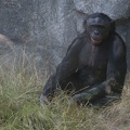 316-5335 San Diego Zoo - Chimpanzee